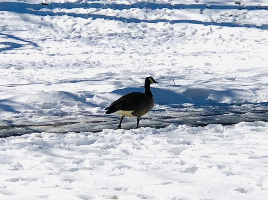 IMG_3967.jpg?type=w966