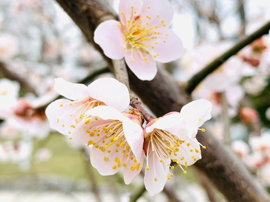 IMG_1682.jpg?type=w966