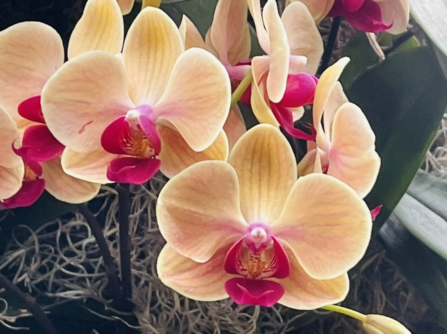 IMG_1335.jpg?type=w966