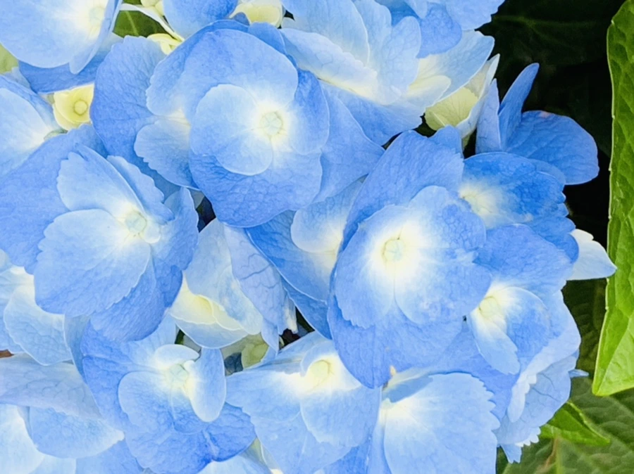 IMG_6006.jpg?type=w966