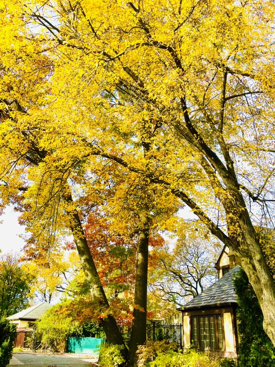 IMG_2241.jpg?type=w966