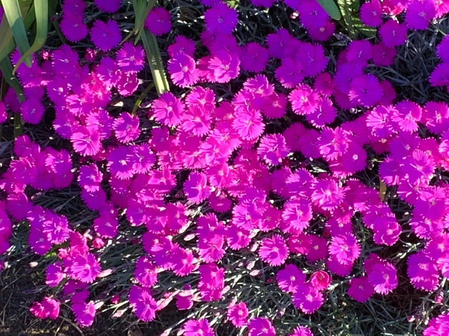 IMG_1992.jpg?type=w966