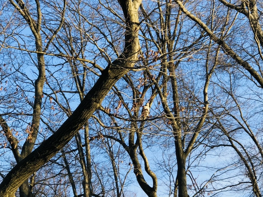 IMG_4838.jpg?type=w966