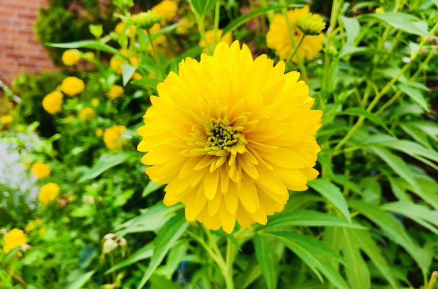 IMG_4343.jpg?type=w966