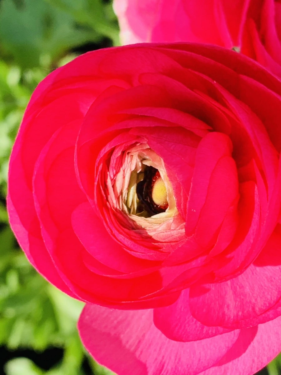 IMG_1060.jpg?type=w966