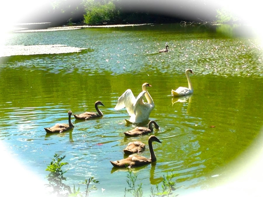 IMG_8995.JPG?type=w1