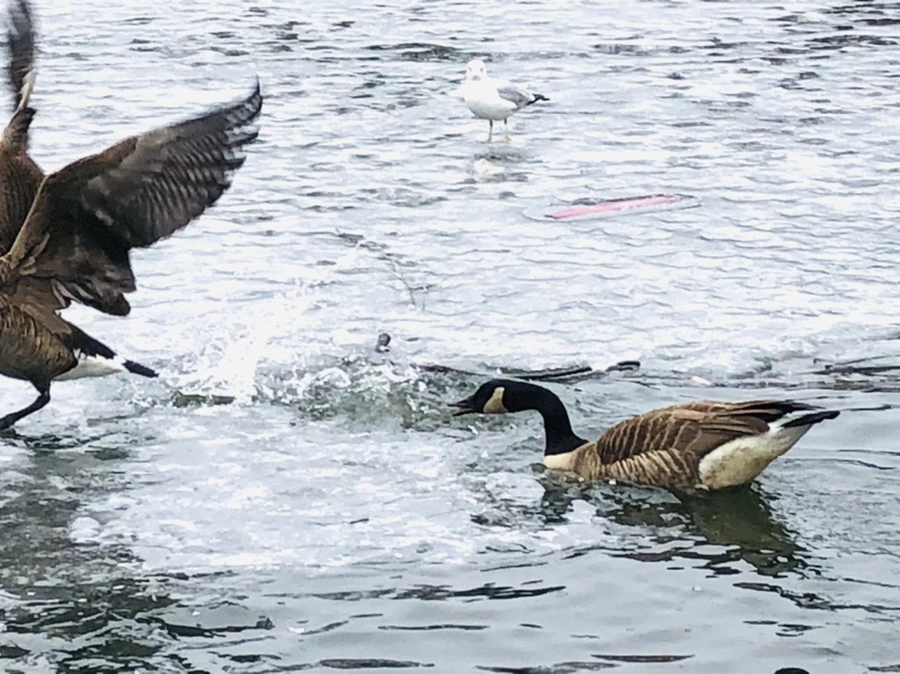 IMG_6174.jpg?type=w966