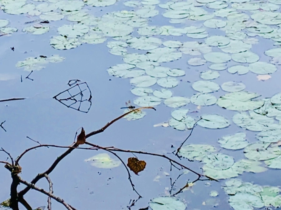 IMG_9140.jpg?type=w966