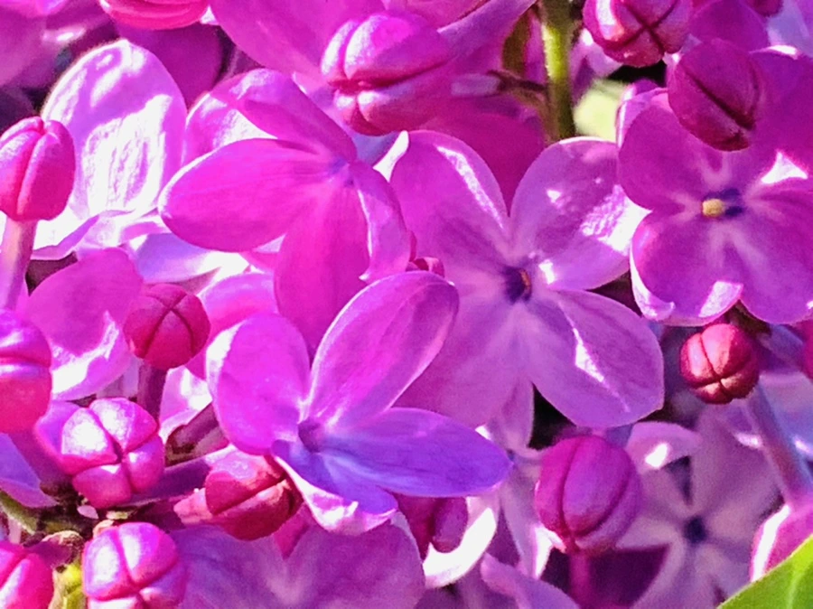 IMG_4238.jpg?type=w966