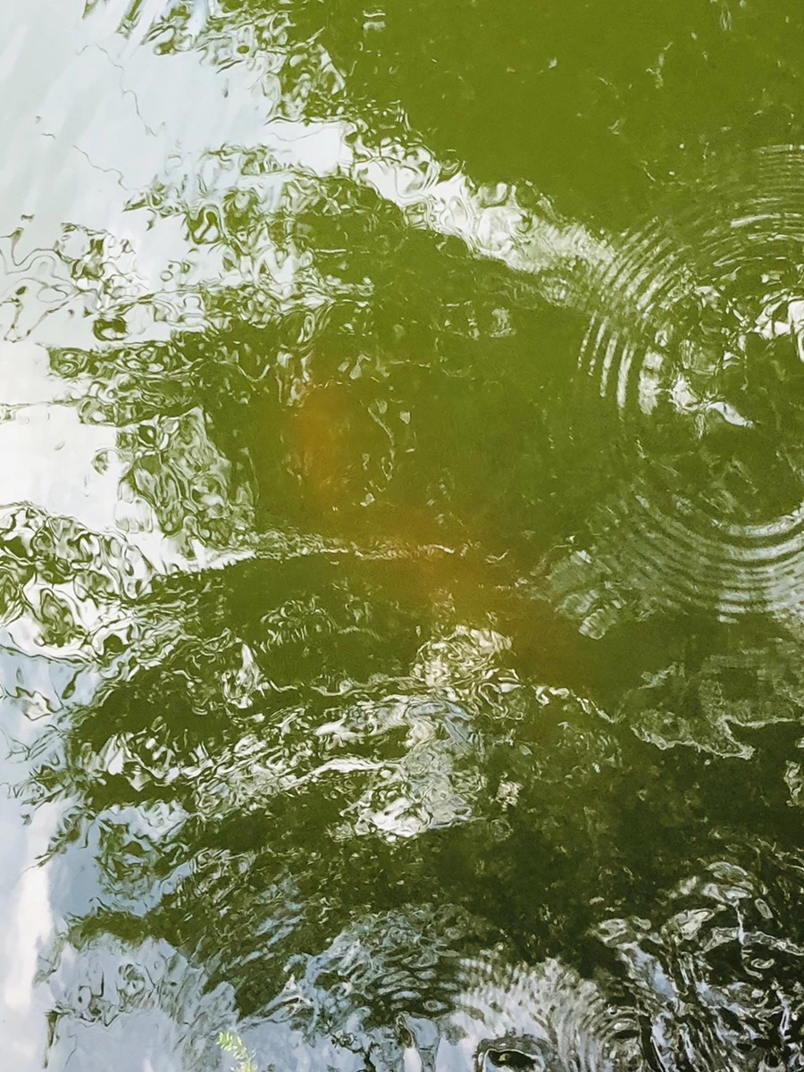 IMG_4008.jpg?type=w966