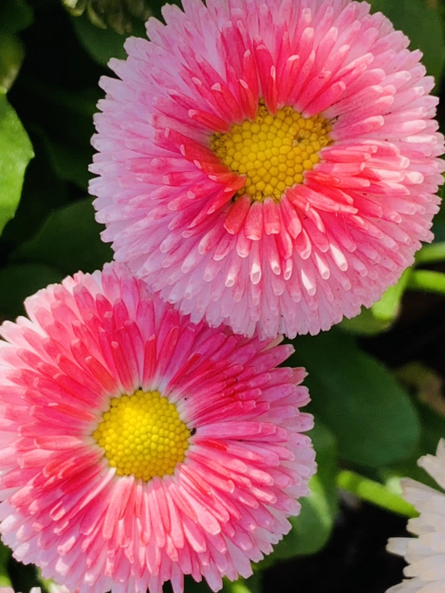 IMG_1106.jpg?type=w966