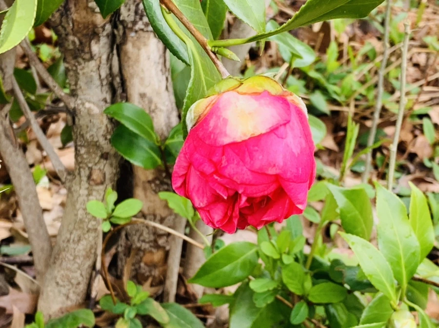 IMG_6235.jpg?type=w966