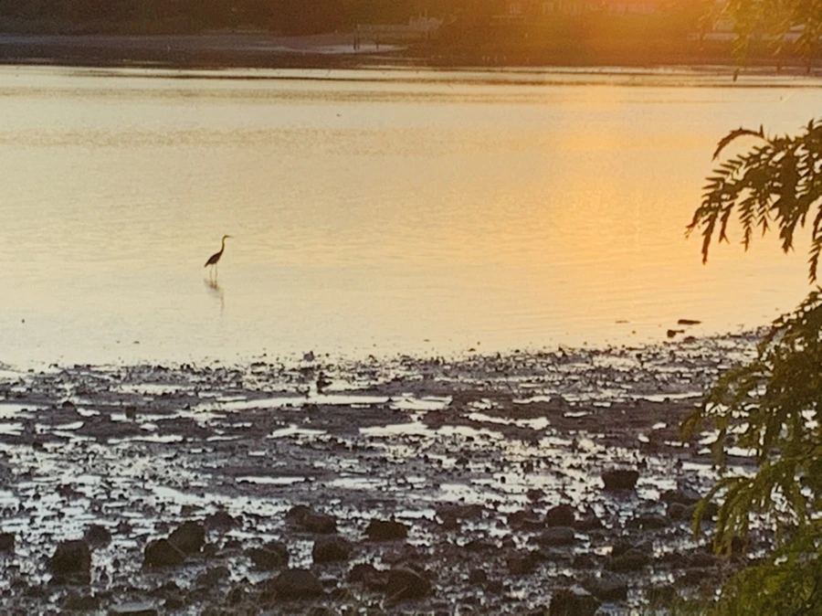 IMG_8611.jpg?type=w966