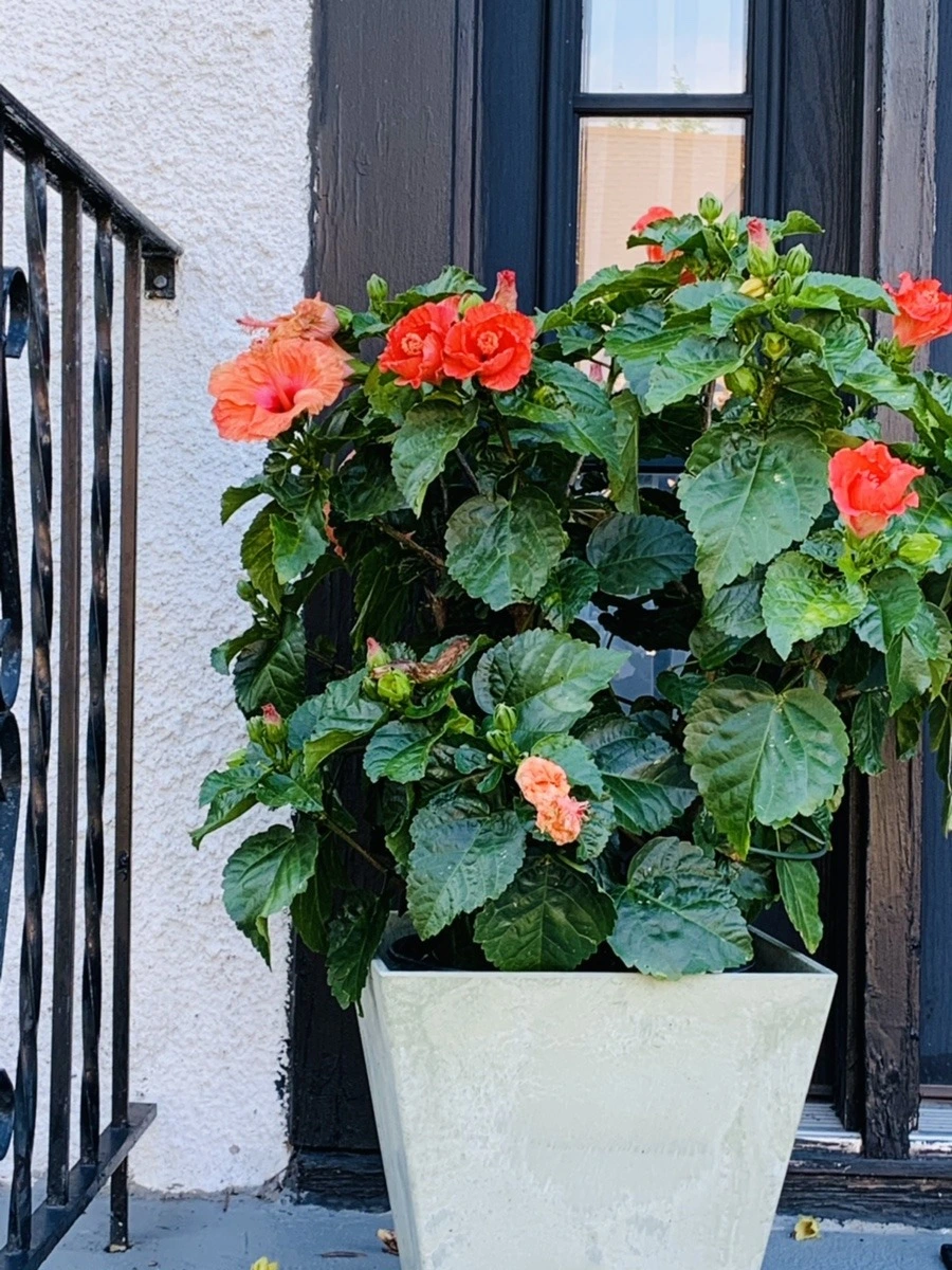 XEL5lgI3zoGyXD-1T1_iSEJWgVw