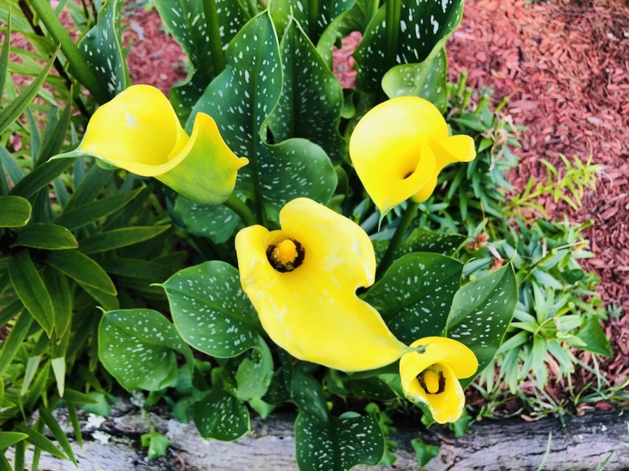 IMG_1160.jpg?type=w966