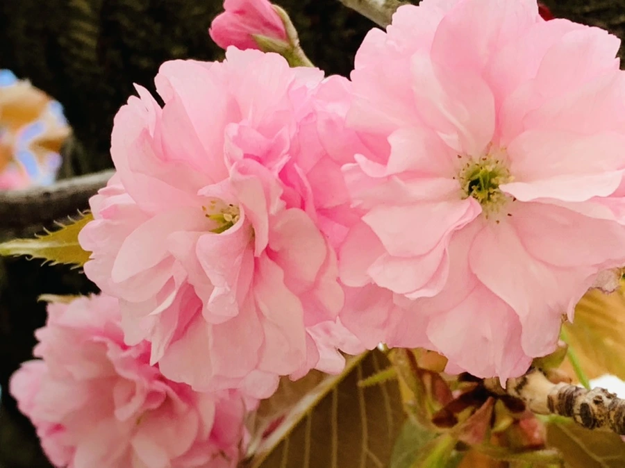 IMG_4385.jpg?type=w966