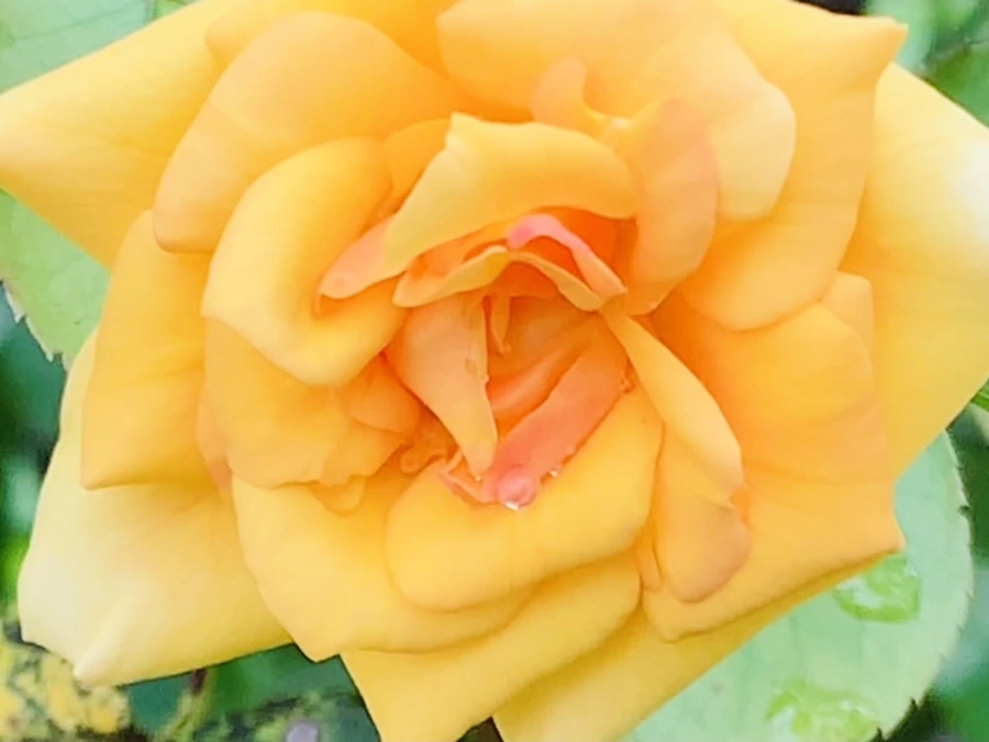 IMG_6921.jpg?type=w966