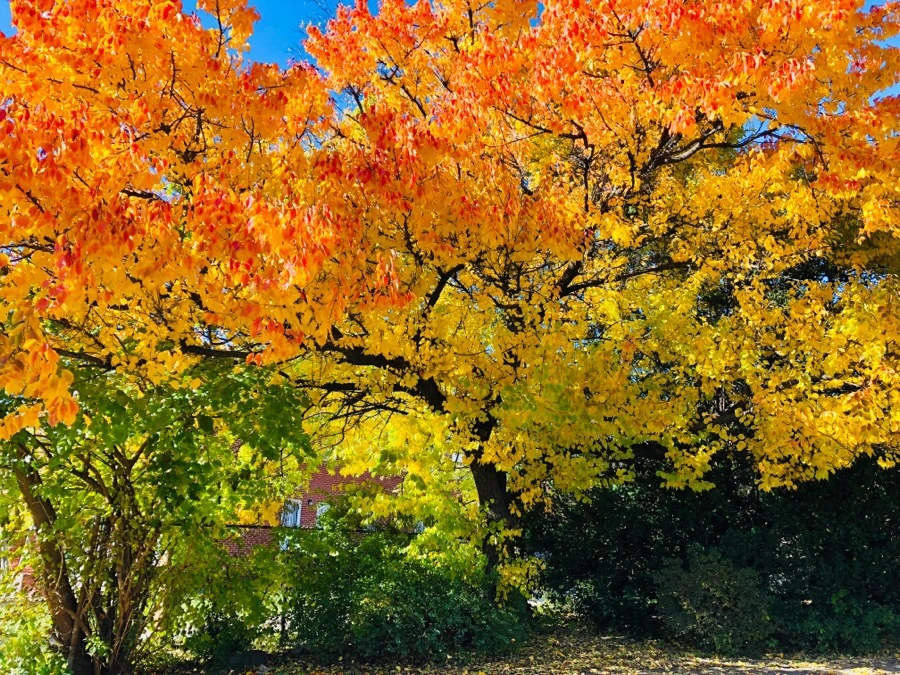 IMG_7370.jpg?type=w966