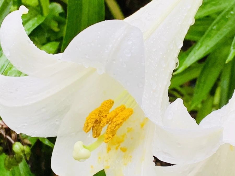 IMG_0121.jpg?type=w966