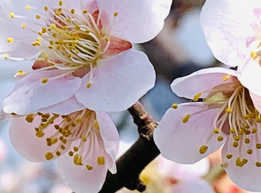 IMG_1003.jpg?type=w966