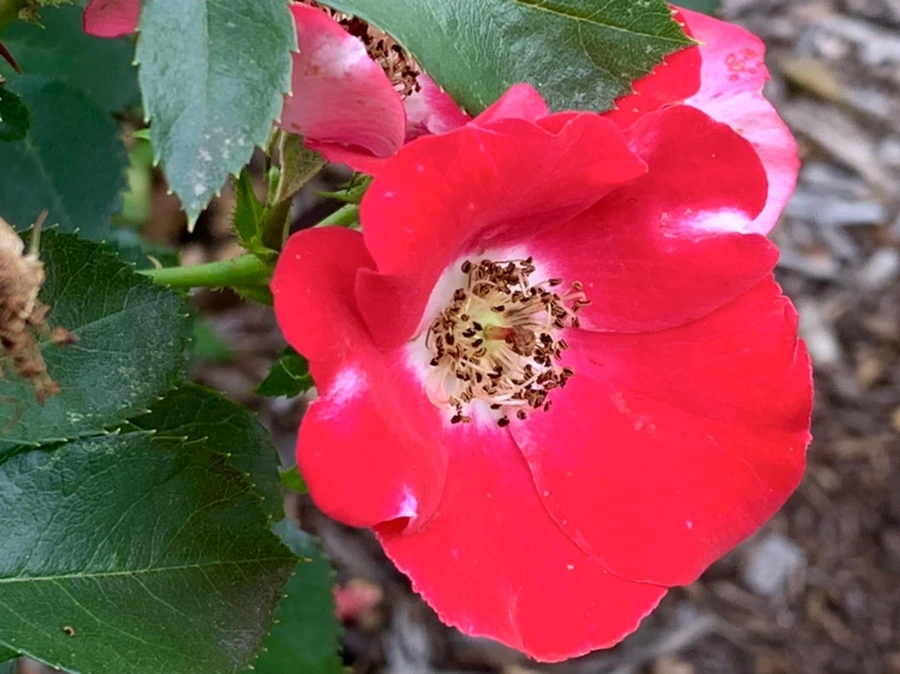 IMG_2695.jpg?type=w966