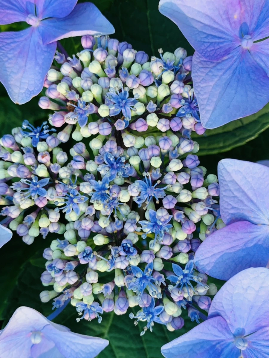 IMG_6286.jpg?type=w966