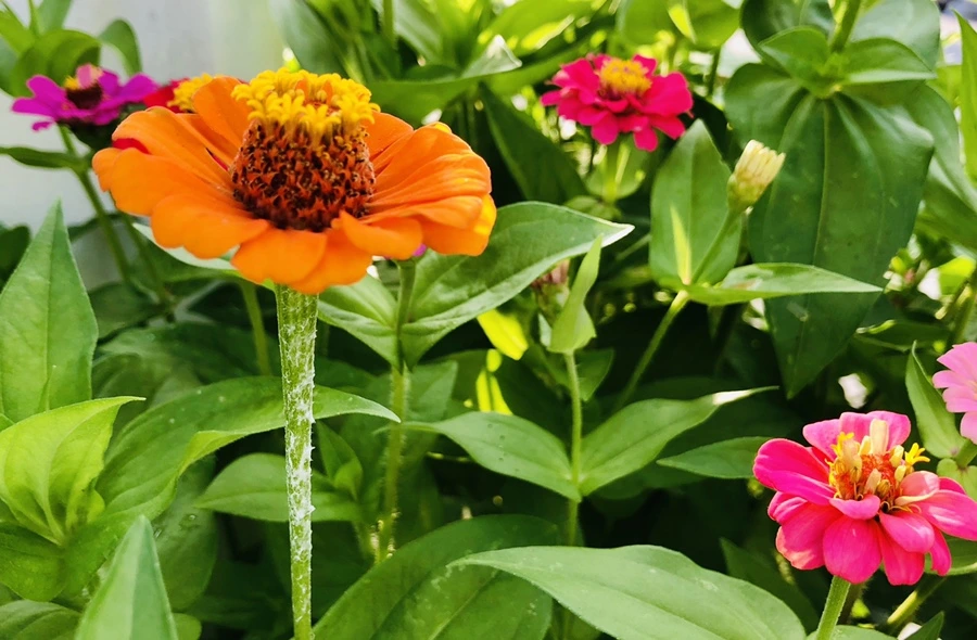 IMG_1783.jpg?type=w966