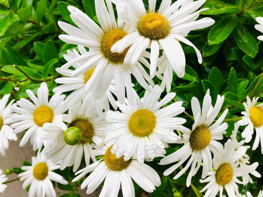 IMG_2931.jpg?type=w966