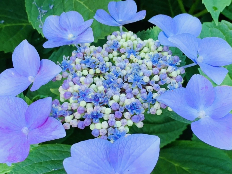 IMG_6314.jpg?type=w966