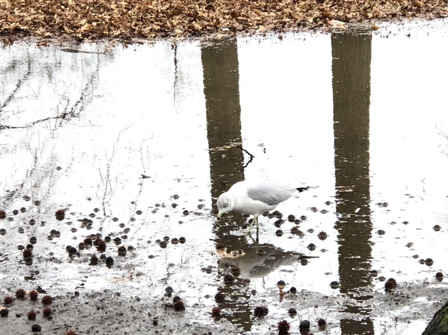 IMG_9425.jpg?type=w966