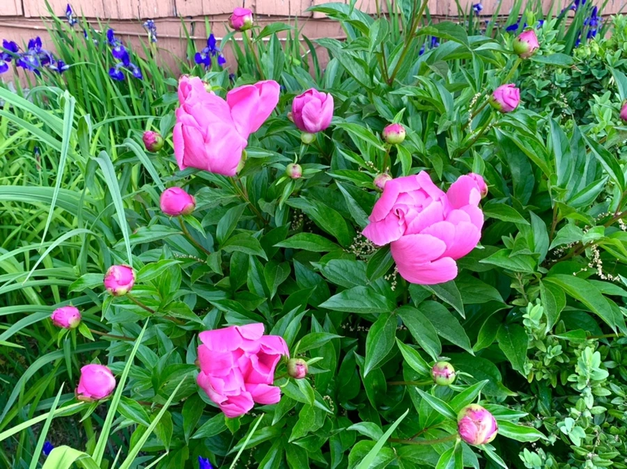 IMG_3397.jpg?type=w966