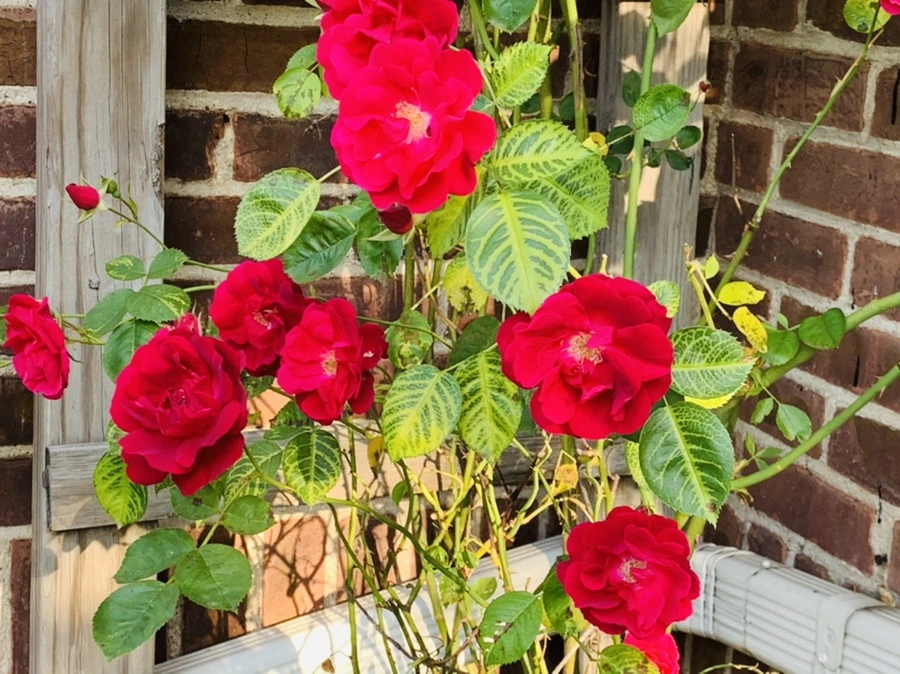 IMG_4613.jpg?type=w966