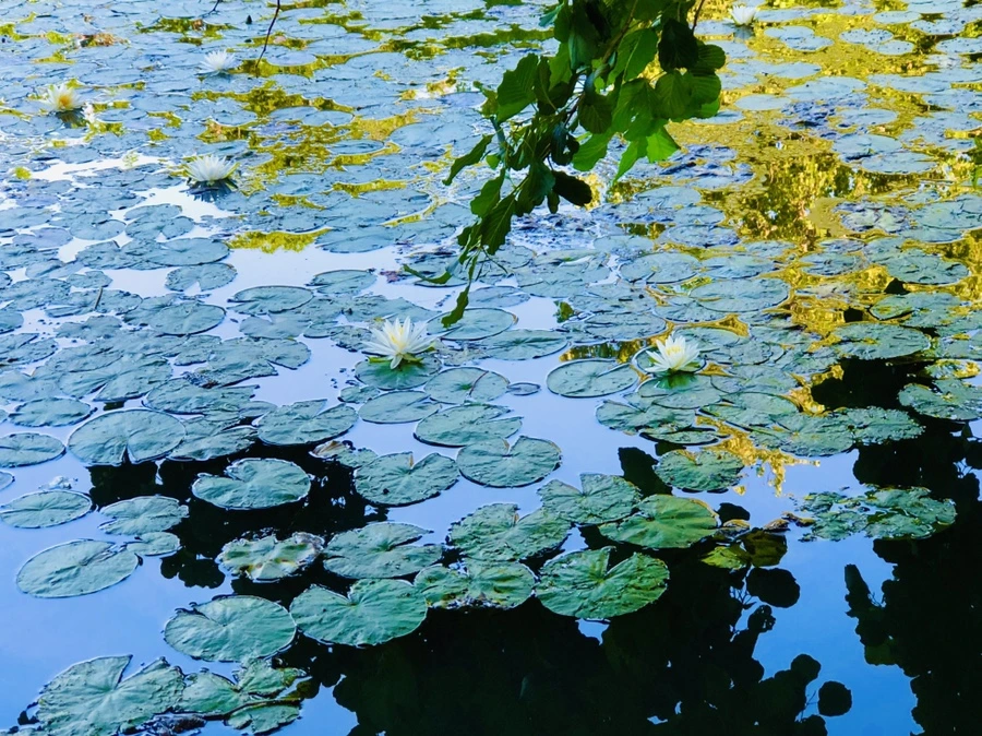 IMG_3810.jpg?type=w966