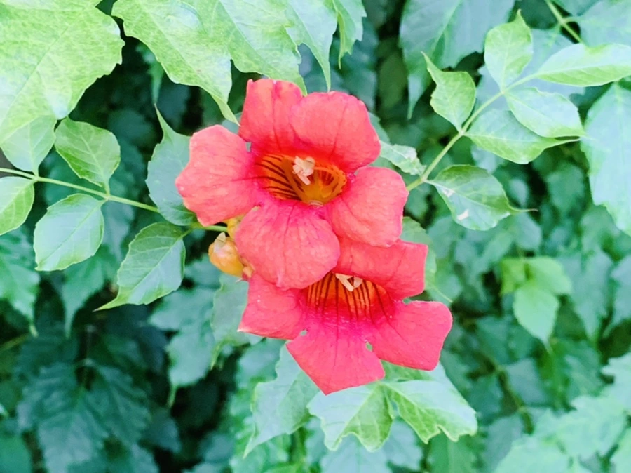 IMG_0909.jpg?type=w966