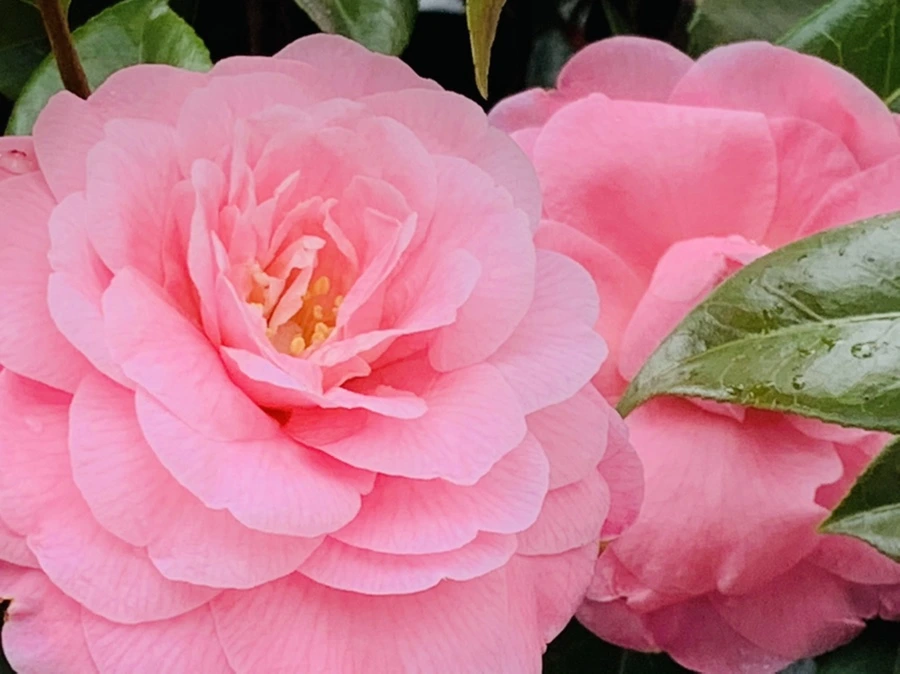 IMG_1440.jpg?type=w966