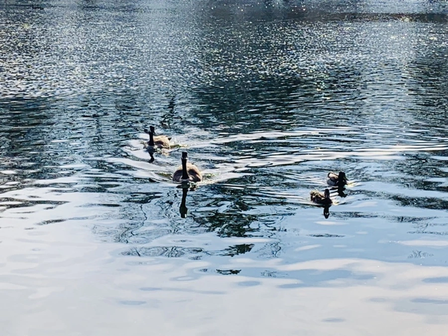 IMG_0343.jpg?type=w966