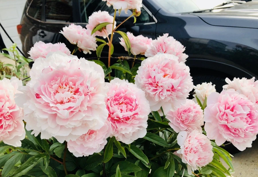 IMG_7869.jpg?type=w966