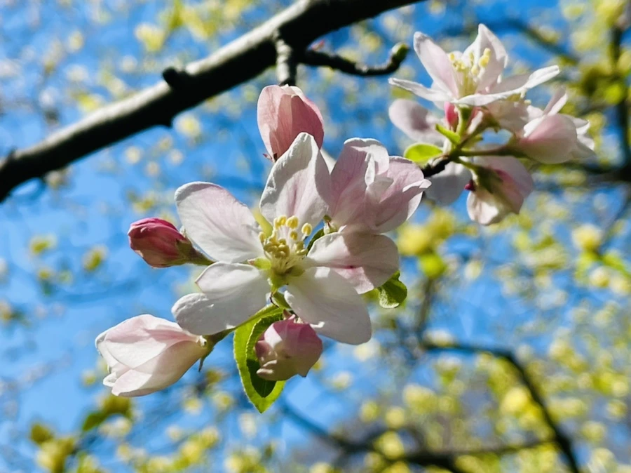 IMG_2019.jpg?type=w966