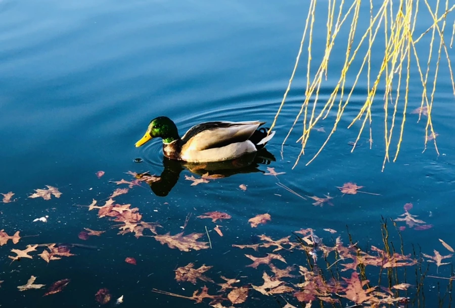 IMG_4257.jpg?type=w966