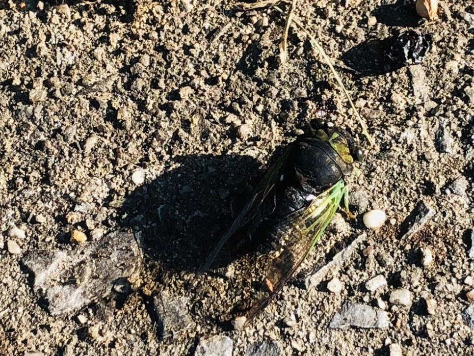 IMG_8361.jpg?type=w966