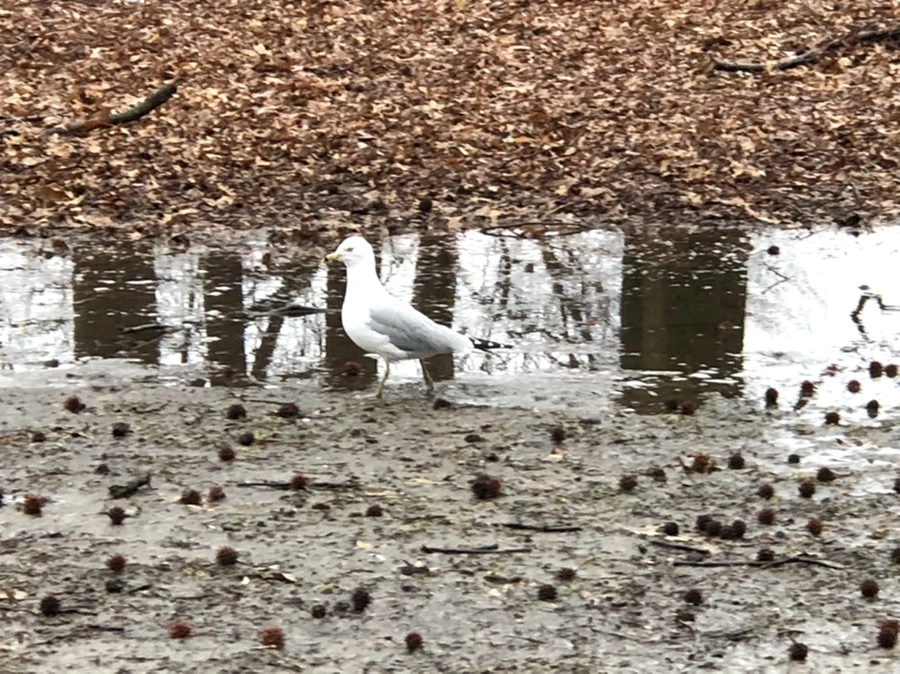 IMG_5678.jpg?type=w966