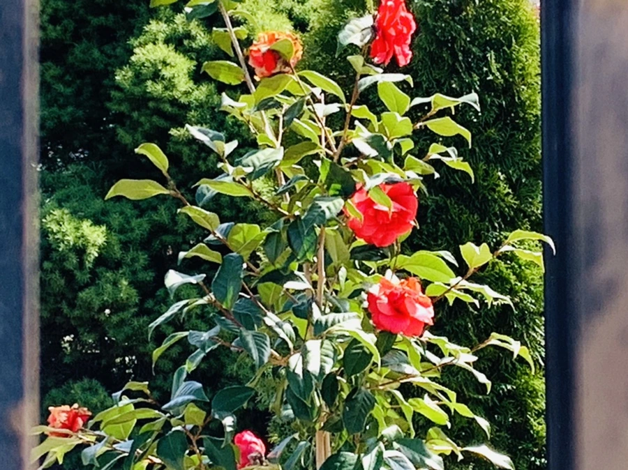 IMG_3375.jpg?type=w966