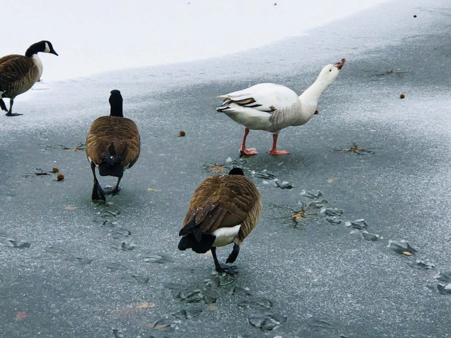 IMG_6024.jpg?type=w966