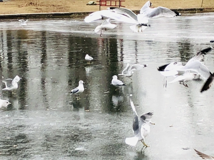 IMG_8525.jpg?type=w966