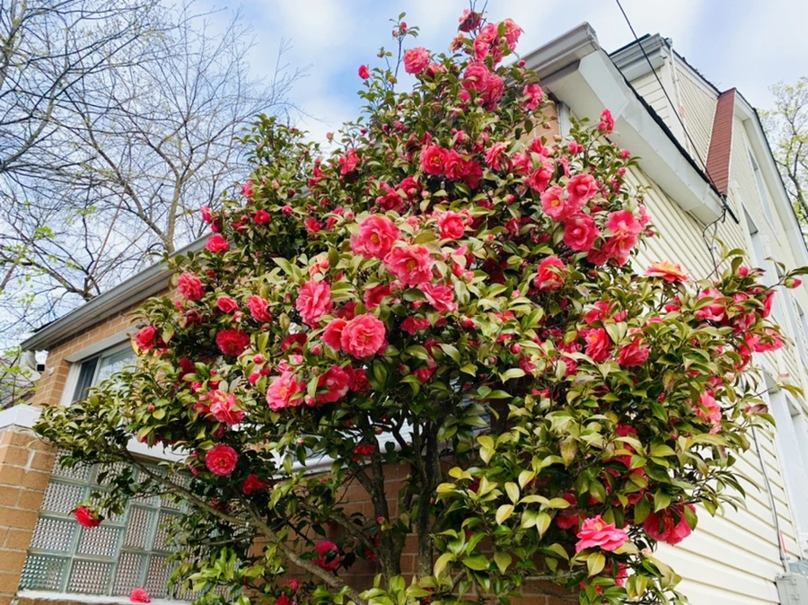 IMG_2905.jpg?type=w966