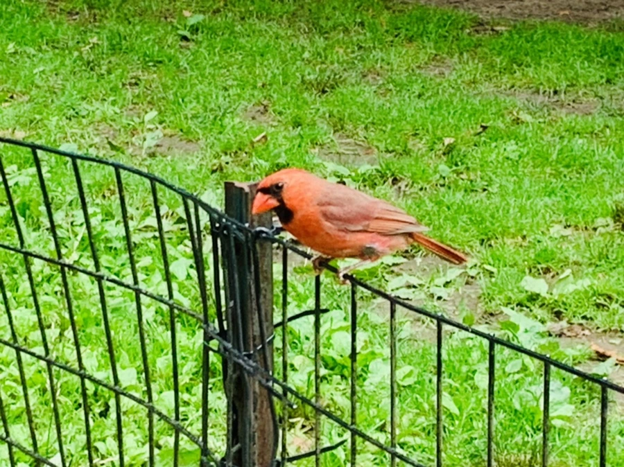 IMG_9914.jpg?type=w966