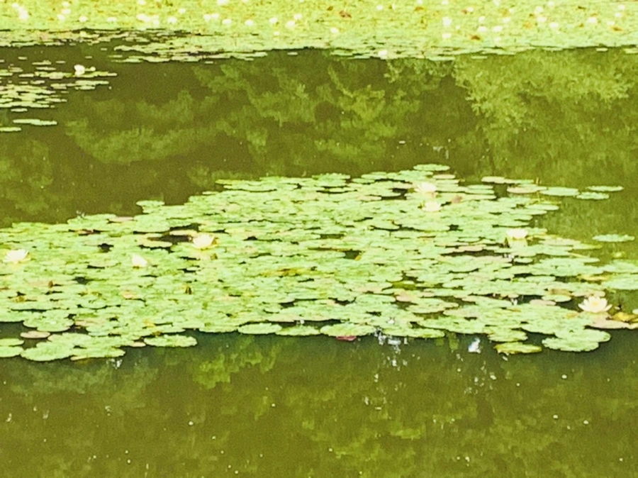 IMG_4639.jpg?type=w966