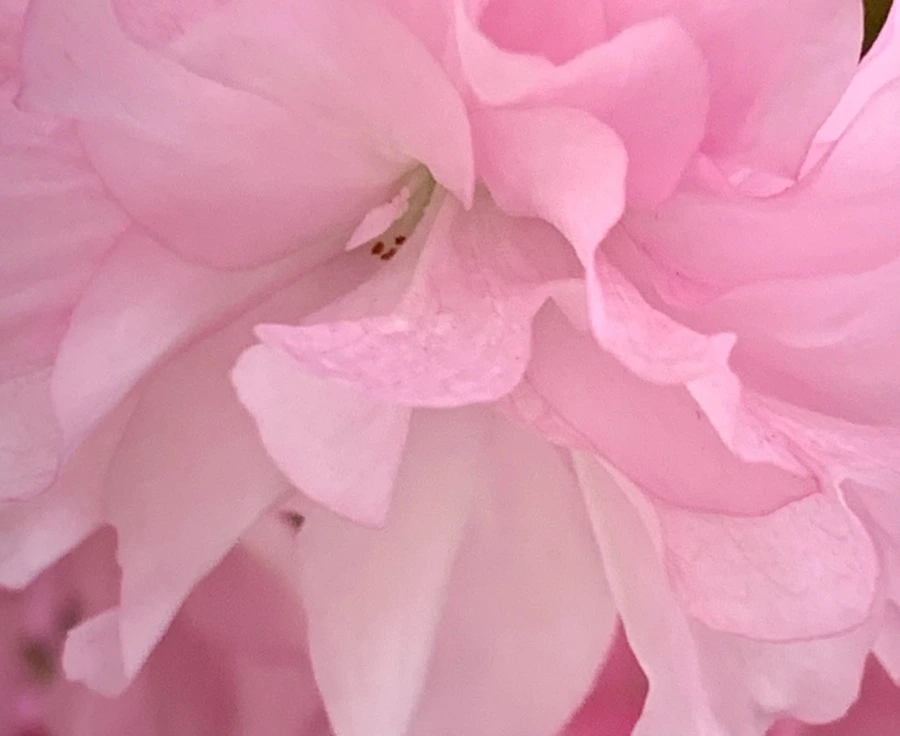 IMG_5499.jpg?type=w966