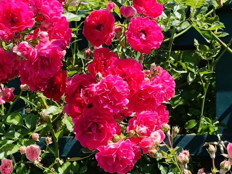 IMG_4745.jpg?type=w966