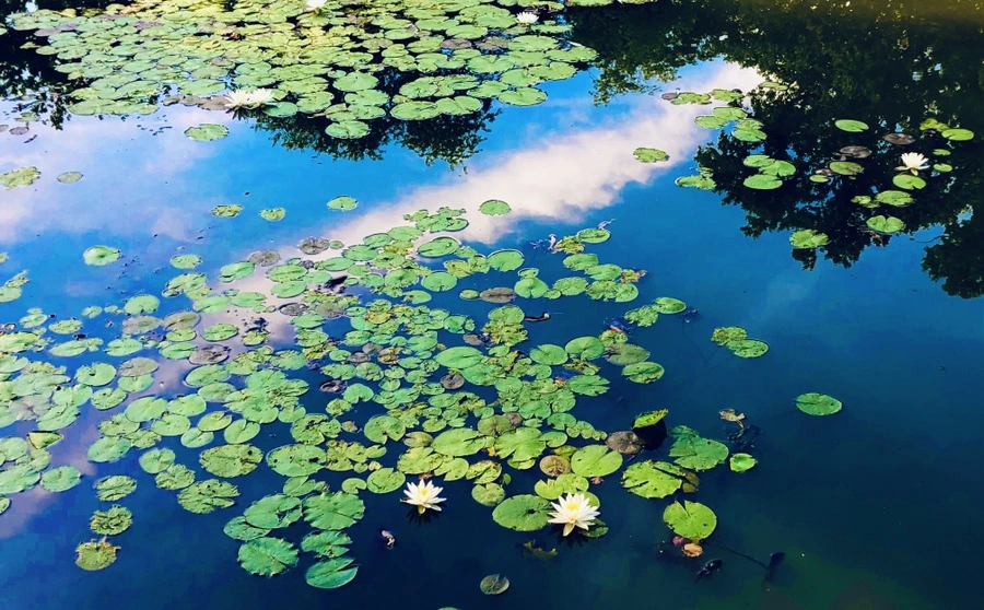 IMG_4973.jpg?type=w966